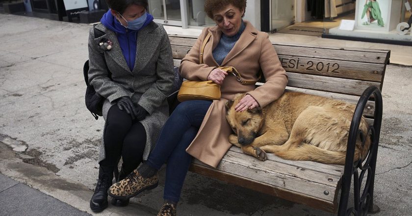 Erdoğan'ın tavsiyesi üzerine sokak köpeklerine sakinleştirici alternatif aranıyor: Kulis