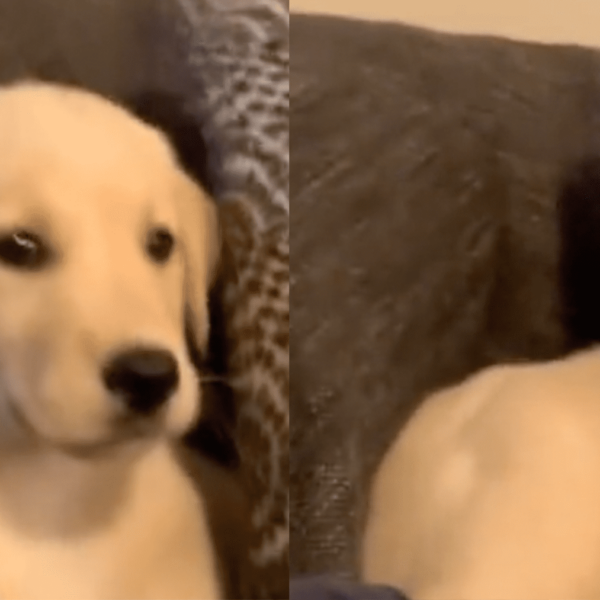 Komik köpek yavrusu tiktok yastıkta bağırıyor viral olur