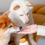 Köpeklerin C Vitaminine İhtiyacı Var mı? Cevap sizi şaşırtabilir