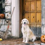 Bu perili evin köpeklerin Cadılar Bayramına hazırlanmasına nasıl yardımcı olduğunu öğrenin