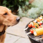 Yavru köpeğinizle paylaşabileceğiniz köpekler için güvenli yaz barbeküleri için 8 yiyecek