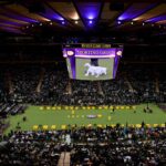 Westminster Dog Show 2025’te Madison Square Garden’a geri dönüyor