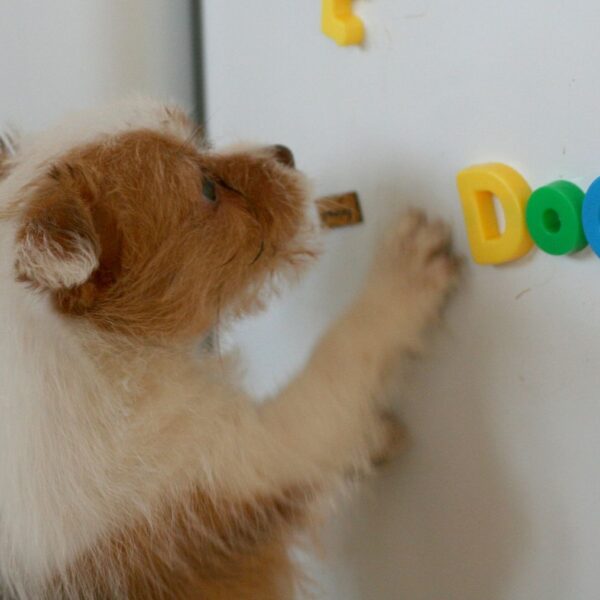 Alfabenin her harfi için köpeklerin en iyi isimleri