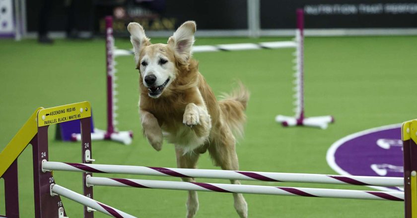 Westminster 2025'in Canina Kutlaması Günü'nün unutulmaz vurguları