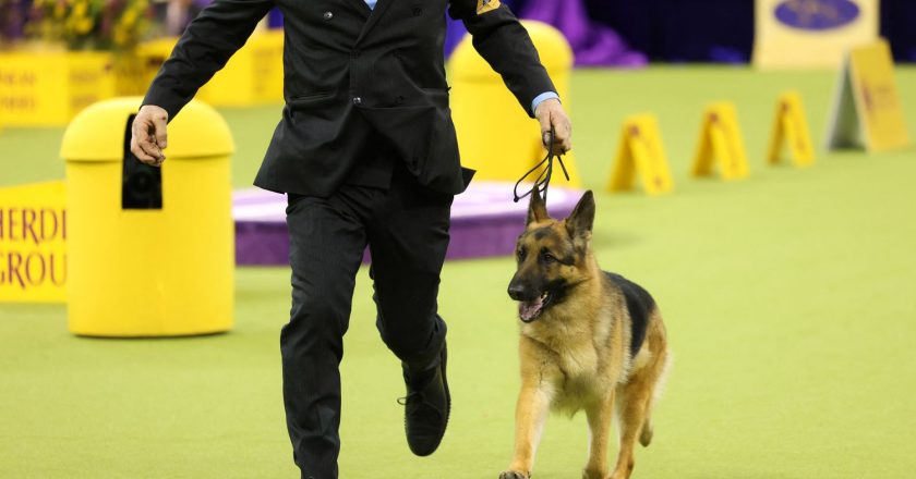 Westminster Köpek Show 2025'in 1. Gün