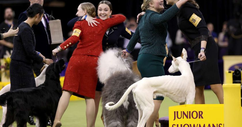 2025 Westminster Dogs of Westminster için gösterinin yeni yıldızlarıyla tanışın