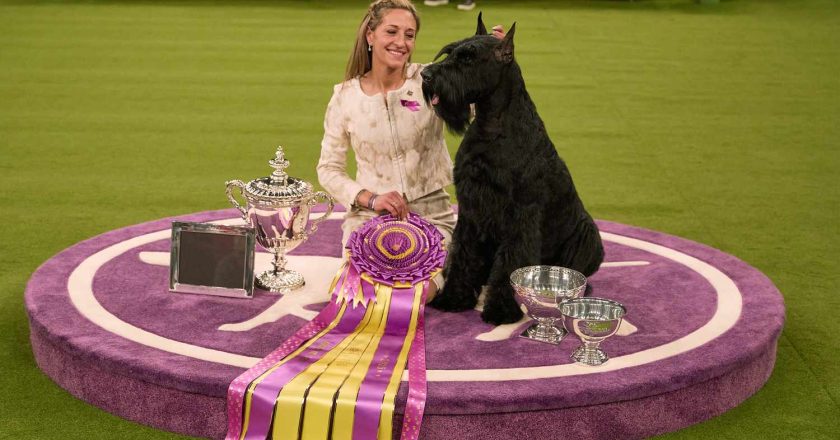 Monty the Giant Schnauzer 2025 Westminster Köpek Şovu'nda en iyisini kazandı