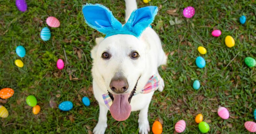 The 5 Easter Staples You Should Keep Away From Your Furry Friends